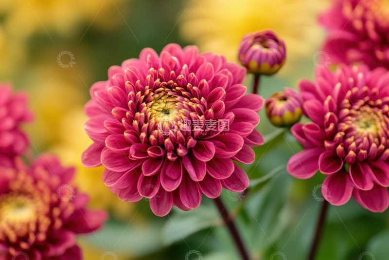 高清大图下载【趣麦麦图】盛开的千瓣菊花