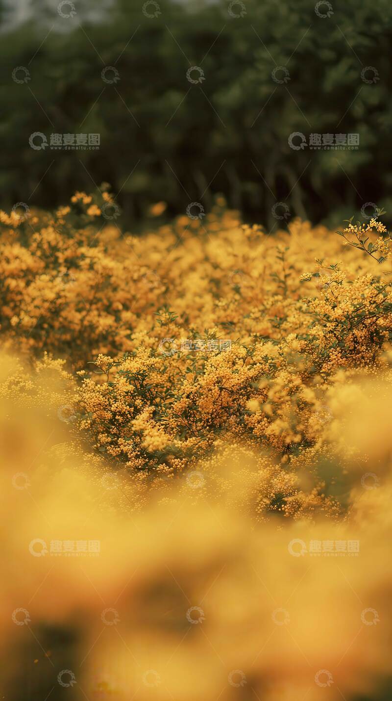 高清大图下载【趣麦麦图】桂花  天香  甜腻 