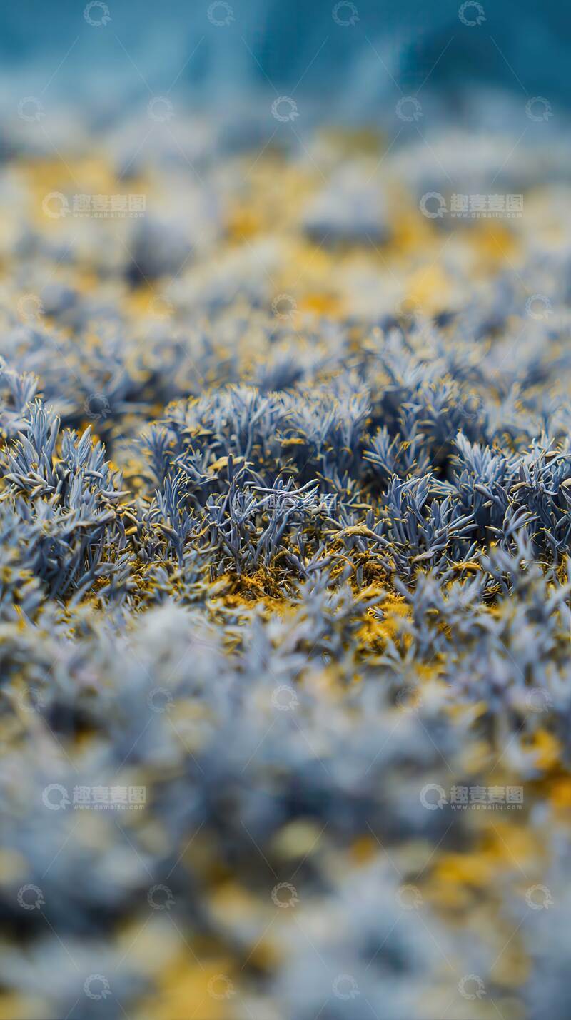 高清大图下载【趣麦麦图】桂花  天香  秋魂  