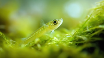 水草里的一条小鱼