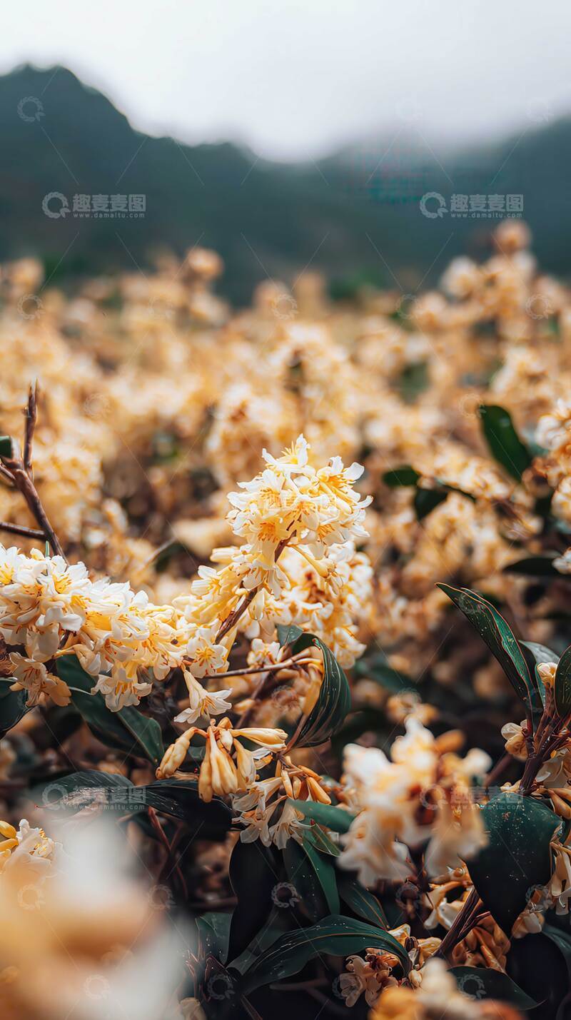 高清大图下载【趣麦麦图】桂花   仙芬  浸人  