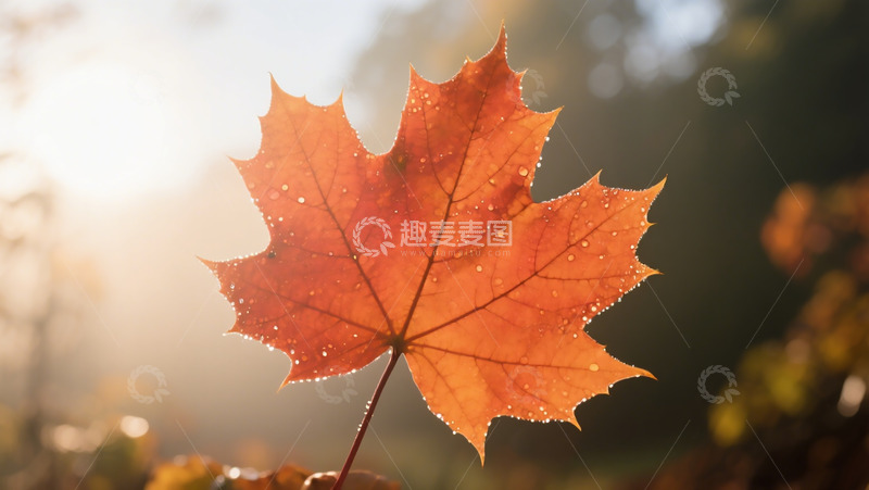 高清大图下载【趣麦麦图】秋季枫叶特写