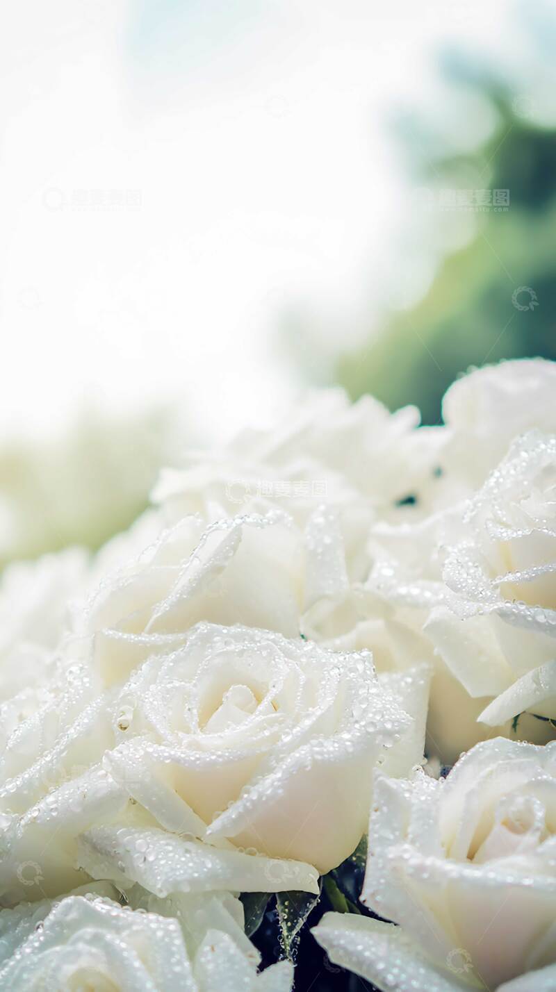 高清大图下载【趣麦麦图】白玫瑰  月光  玉琢 