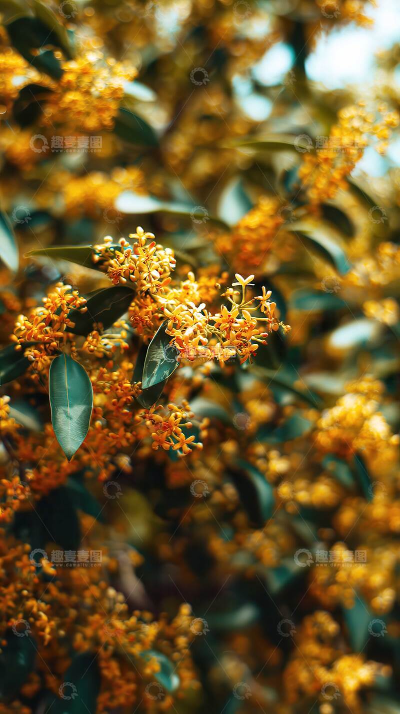 高清大图下载【趣麦麦图】桂花   金雪  醉骨 