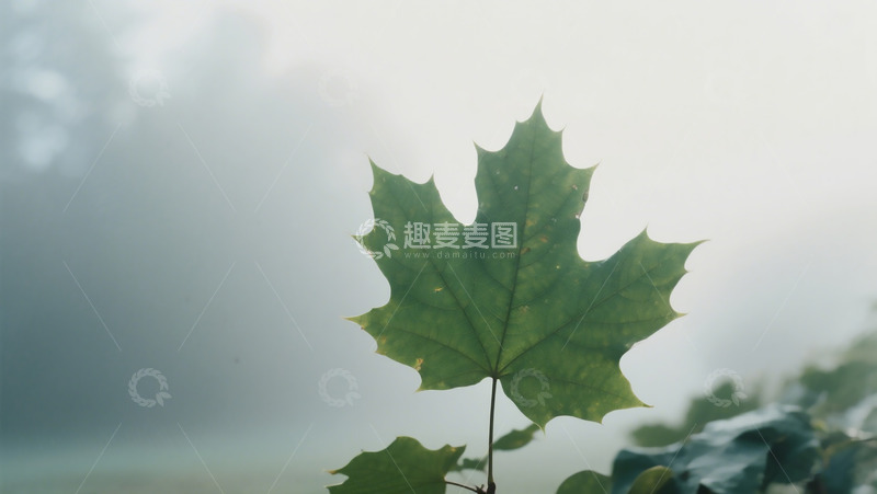 高清大图下载【趣麦麦图】浓雾枫叶生机特写