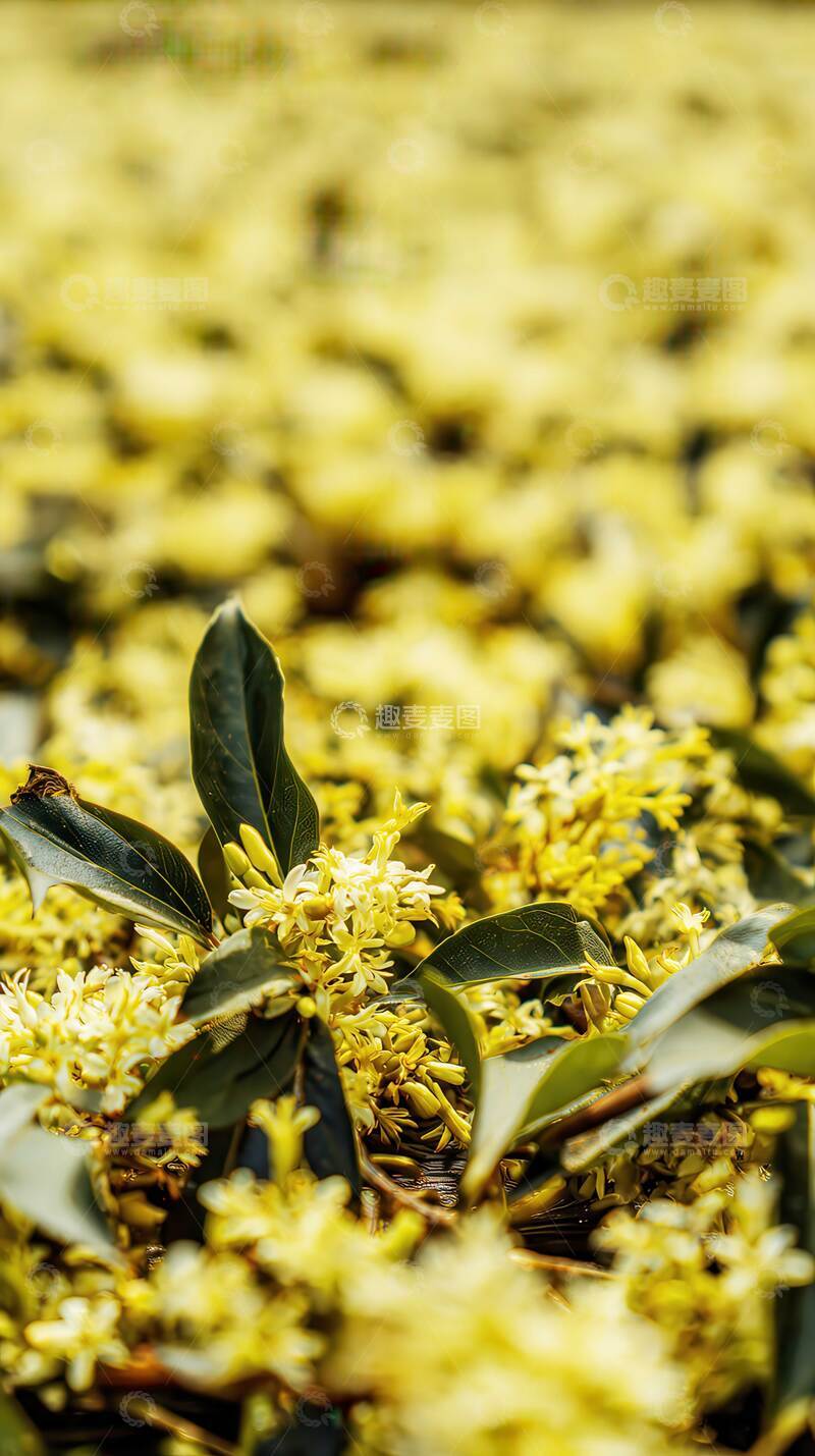 高清大图下载【趣麦麦图】桂花  星繁  秋魂 