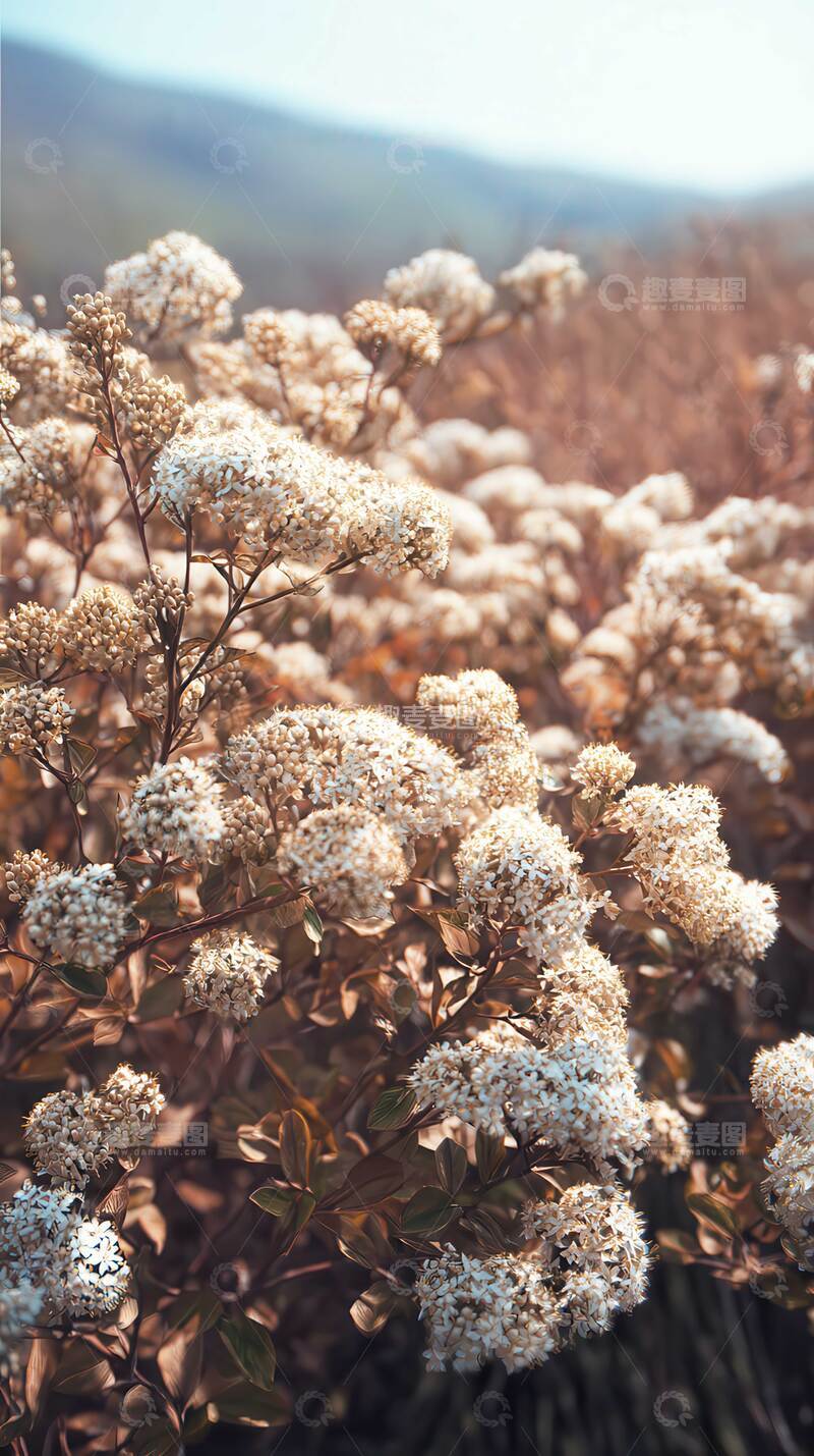 高清大图下载【趣麦麦图】桂花   醉骨  浸人  
