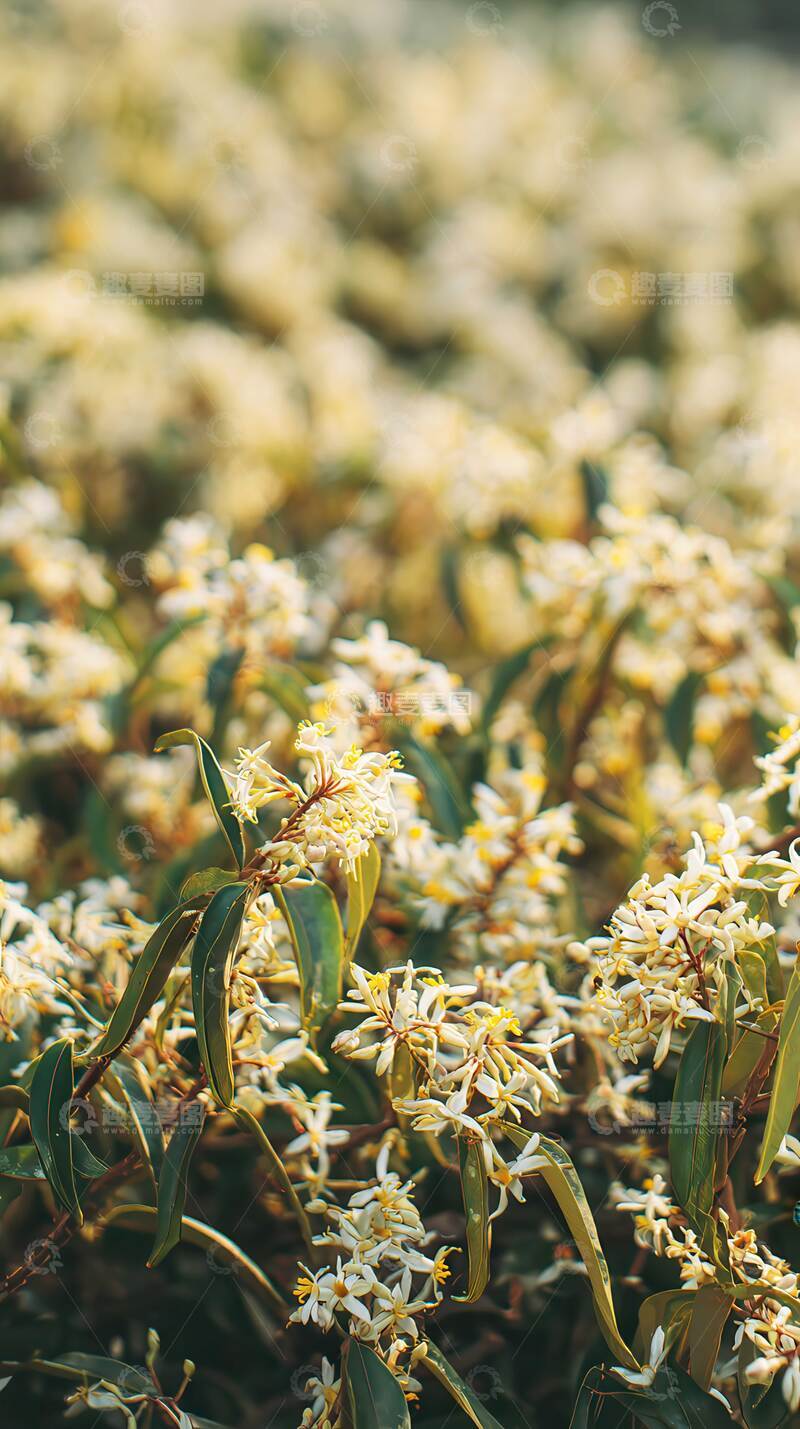 高清大图下载【趣麦麦图】桂花  天香  蟾宫 