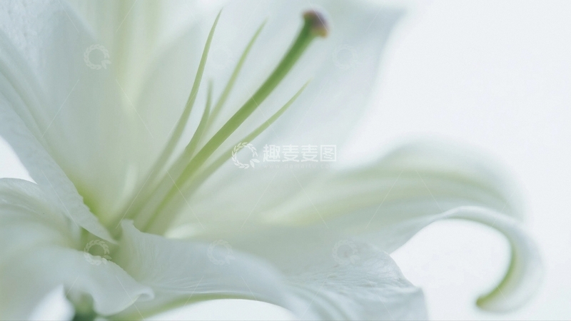 高清大图下载【趣麦麦图】绽放的白色百合01