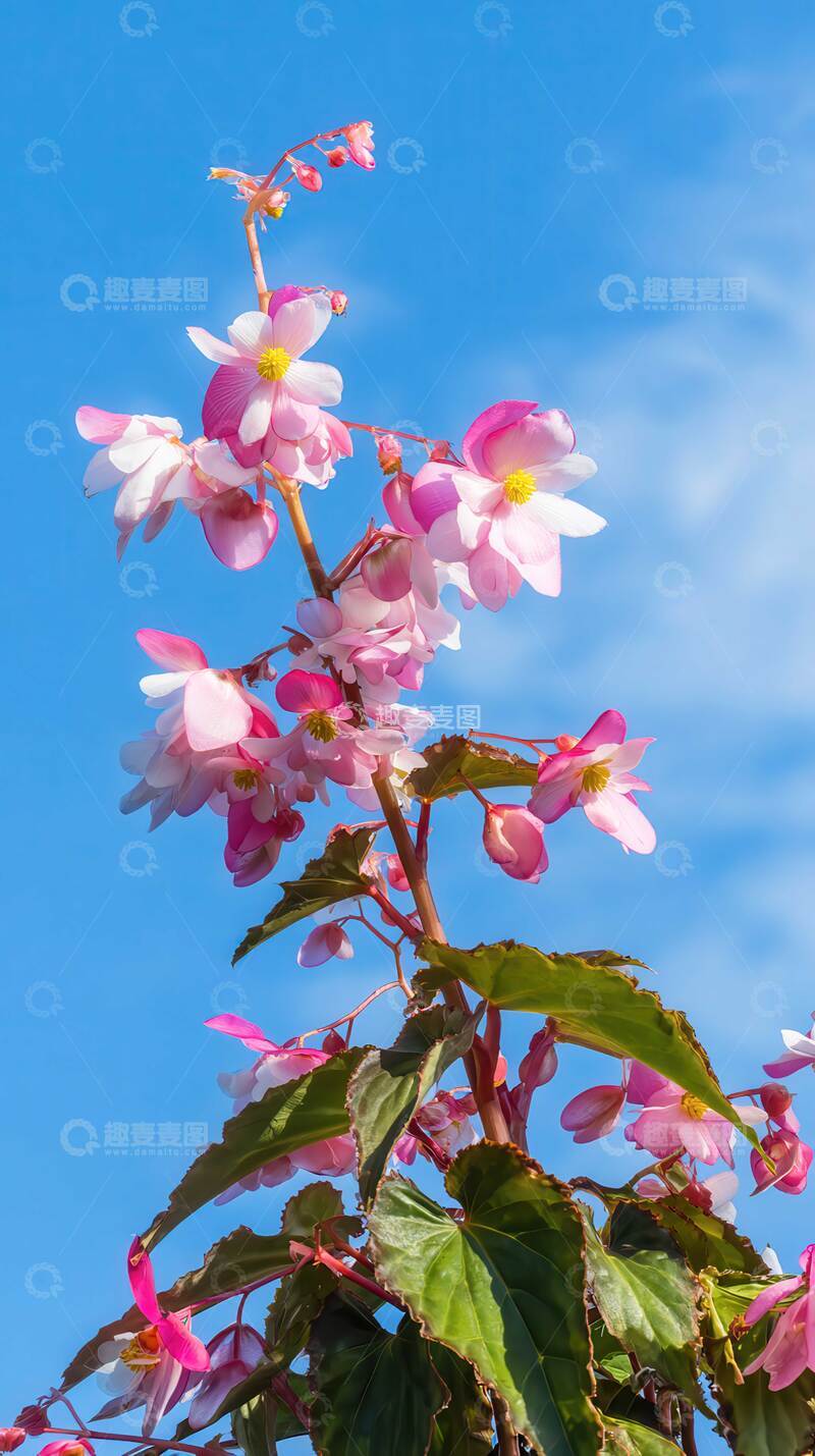 海棠花  婉娩  醉颜