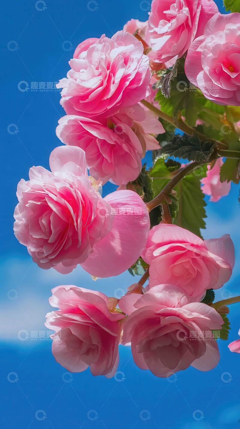 高清大图下载【趣麦麦图】海棠花  胭脂  绮霞