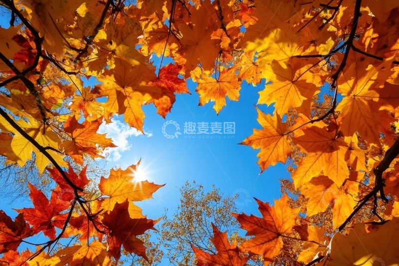 高清大图下载【趣麦麦图】秋季枫树林仰视图摄影