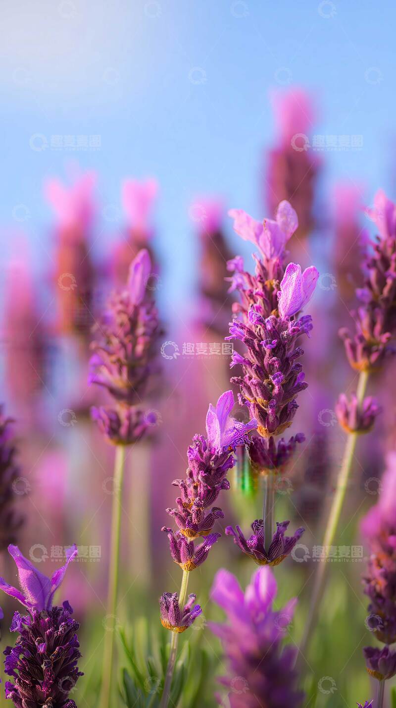 高清大图下载【趣麦麦图】薰衣草  紫雾 沉谧  