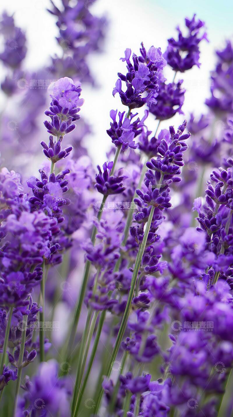 高清大图下载【趣麦麦图】薰衣草  紫雾  芳甸  
