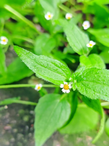 牛膝菊，绿色植物. 小白花.