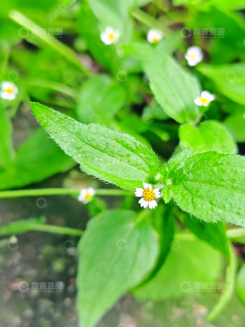 高清大图下载【趣麦麦图】-牛膝菊，绿色植物.&nbsp;小白花.