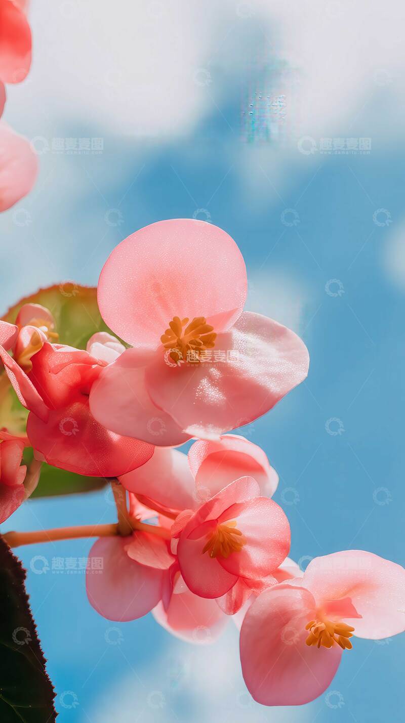 高清大图下载【趣麦麦图】海棠花  胭脂  秾丽
