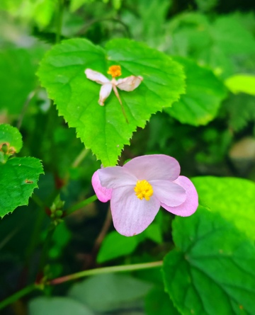 绿色，植物，小花，自然生态，
