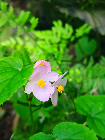 植物，小花，自然生态，