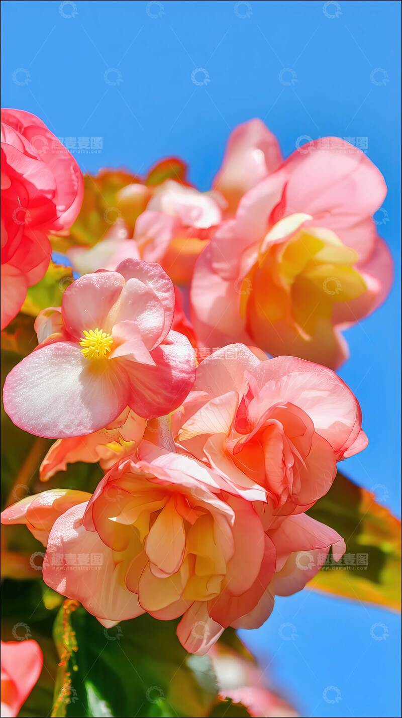 高清大图下载【趣麦麦图】海棠花  胭脂  春睡