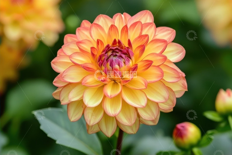 高清大图下载【趣麦麦图】盛开的重瓣菊花