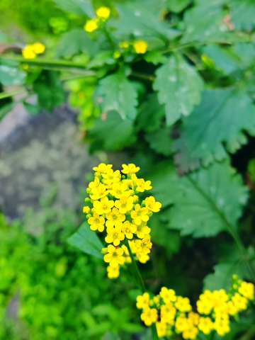 绿色，植物，小花，自然生态，6