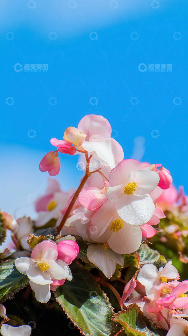 高清大图下载【趣麦麦图】海棠花  曦锦  凝香