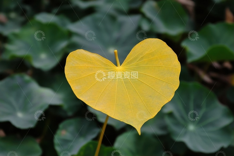 高清大图下载【趣麦麦图】一片黄色的心形叶片
