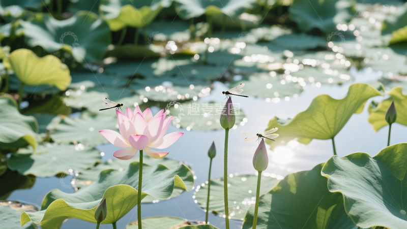 荷塘荷花荷叶蜻蜓自然植物商业照片