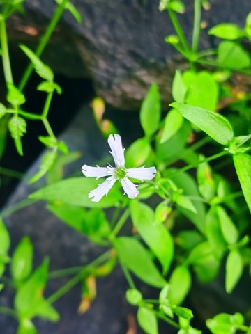 牛膝菊，绿色植物. 小白花. 自然生态