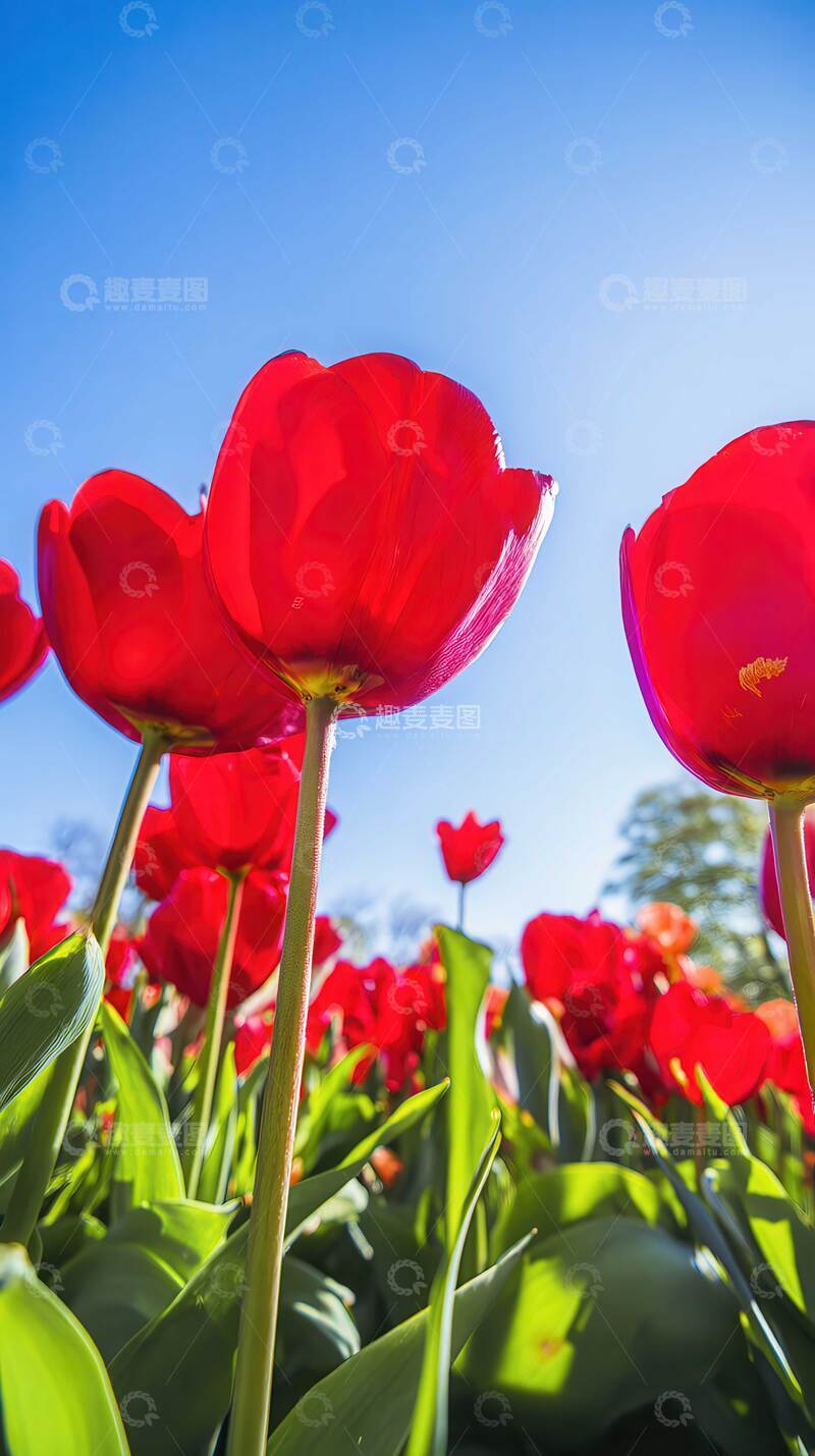 高清大图下载【趣麦麦图】郁金香  羽觞  华灯