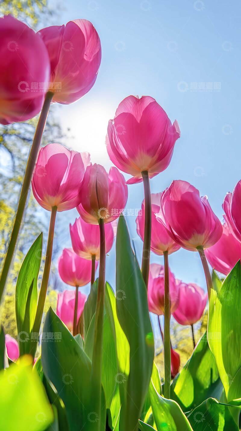 高清大图下载【趣麦麦图】郁金香  羽觞  凝釉