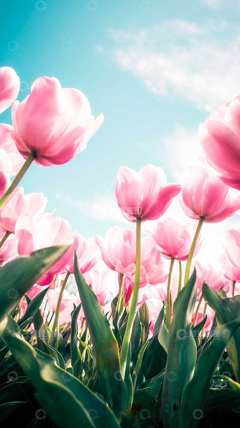 高清大图下载【趣麦麦图】郁金香  斑斓  骄傲  