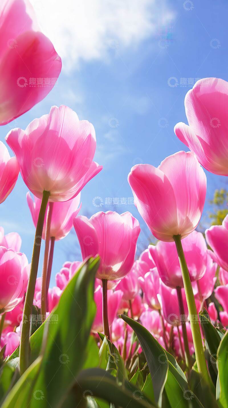 高清大图下载【趣麦麦图】郁金香  斑斓  琉璃 