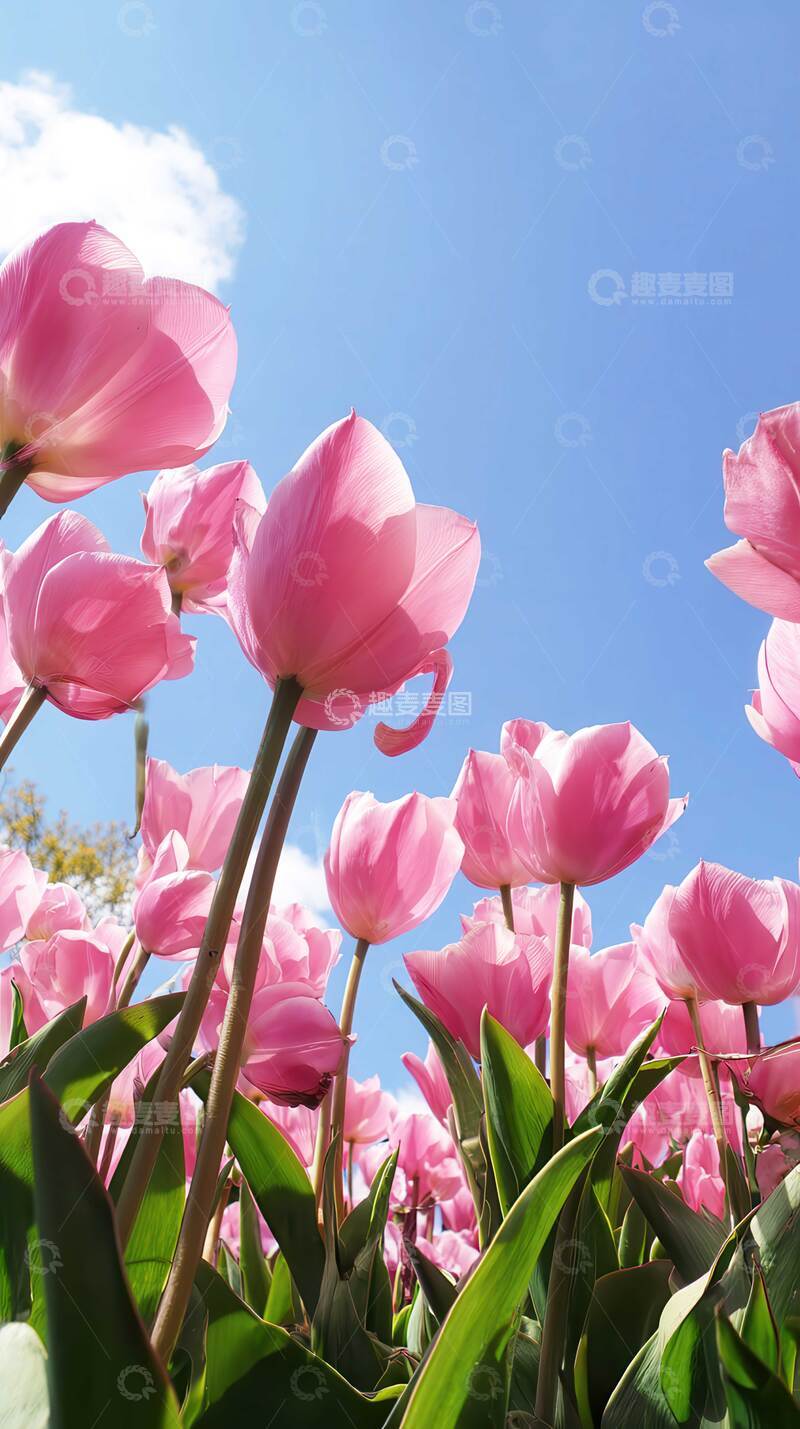 高清大图下载【趣麦麦图】郁金香  羽觞  晴霓  