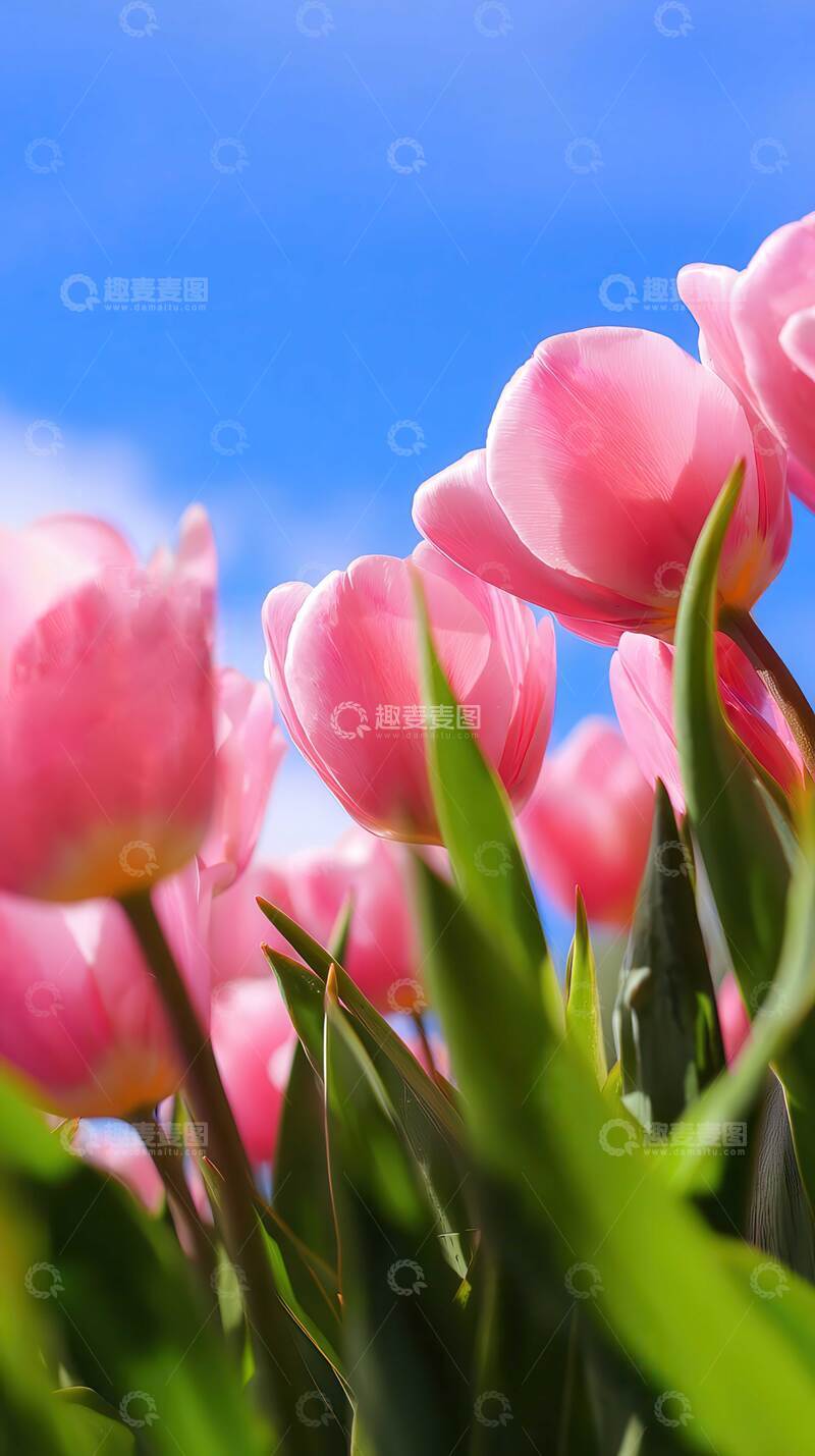 高清大图下载【趣麦麦图】郁金香  斑斓  宝石  
