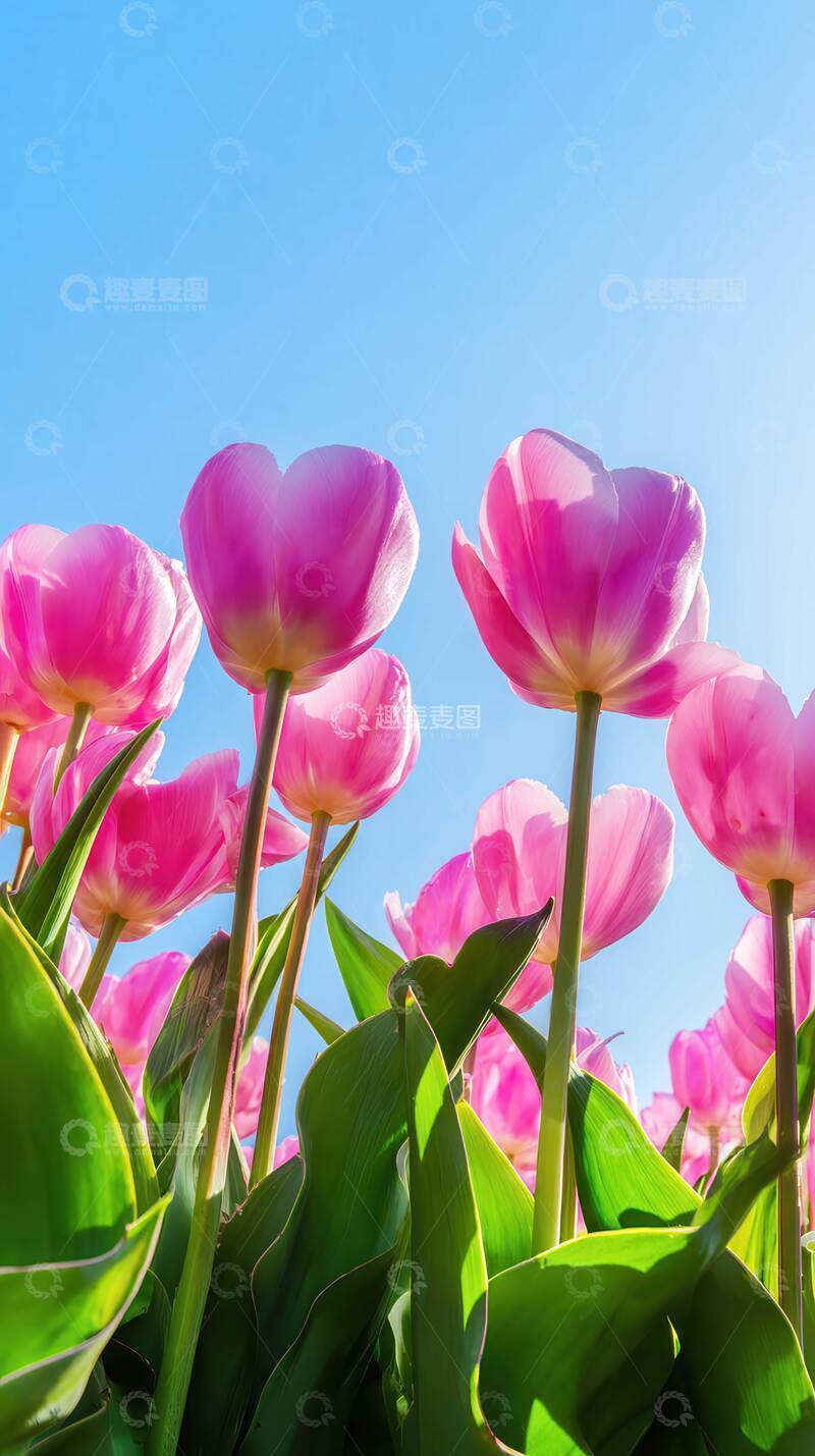 高清大图下载【趣麦麦图】郁金香  斑斓  迷迭  