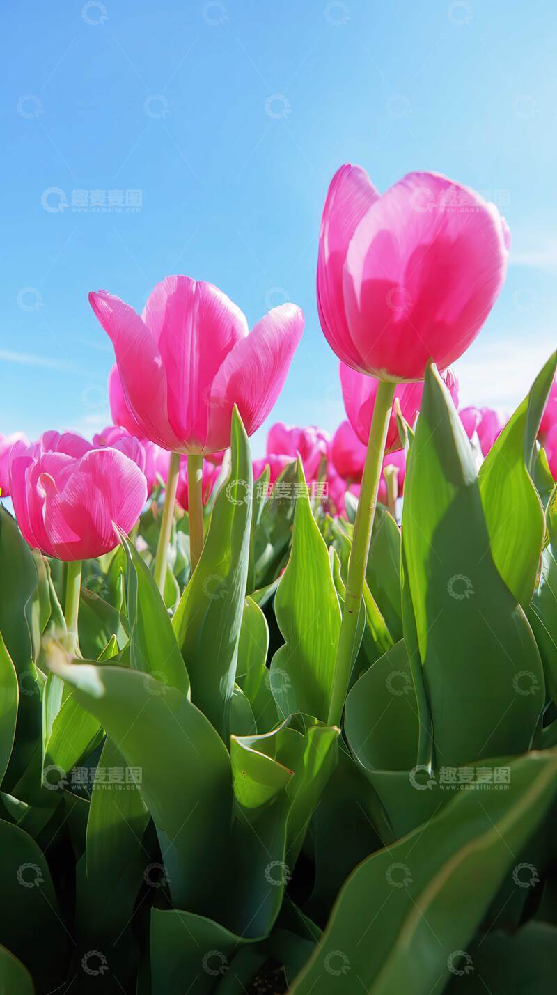 高清大图下载【趣麦麦图】郁金香  羽觞  灼目 