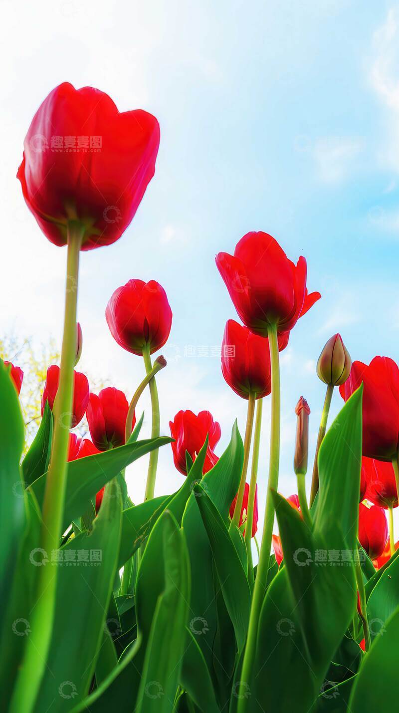 高清大图下载【趣麦麦图】郁金香  羽觞  丝绒  