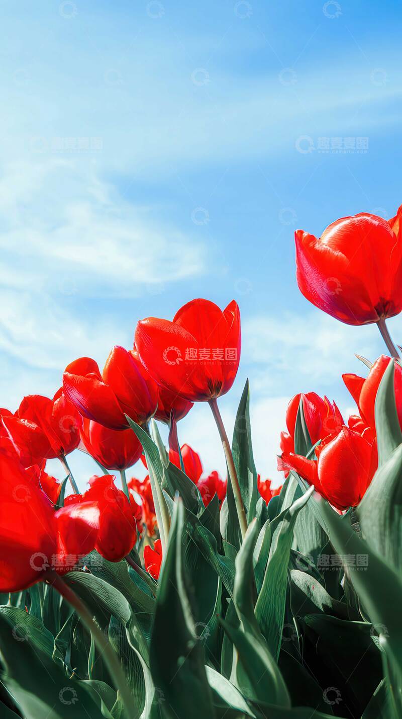 高清大图下载【趣麦麦图】郁金香  羽觞  魅影  