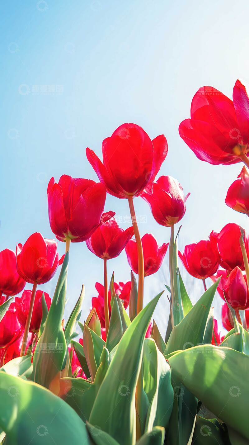 高清大图下载【趣麦麦图】郁金香  羽觞  玺章  