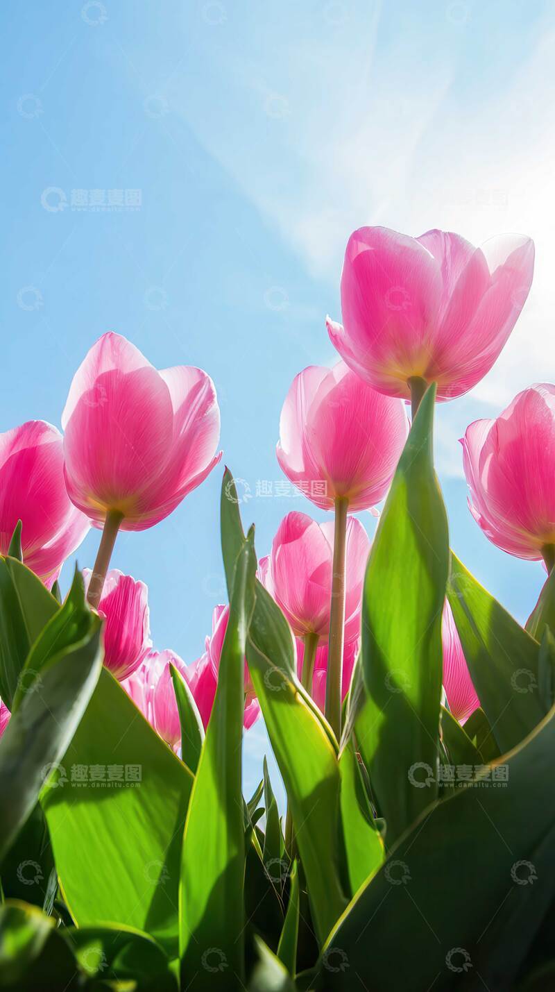 高清大图下载【趣麦麦图】郁金香  斑斓  皇冠  