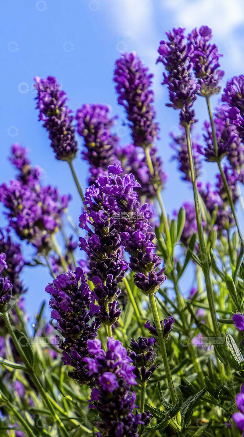 高清大图下载【趣麦麦图】薰衣草  紫雾  穗摇 
