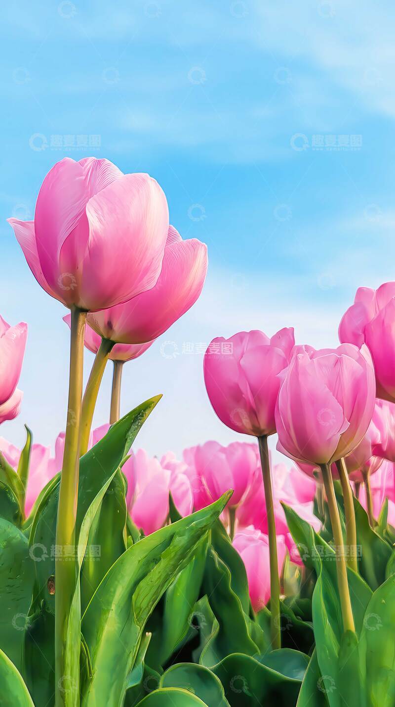 高清大图下载【趣麦麦图】郁金香  斑斓  宣言