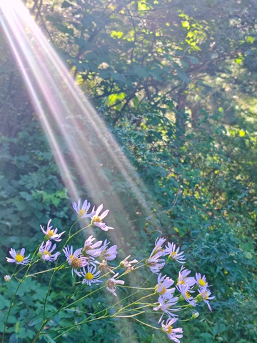 阳光，花朵，大山，夏天，户外，绿植