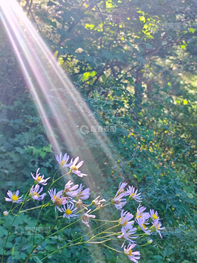 高清大图下载【趣麦麦图】阳光，花朵，大山，夏天，户外，绿植