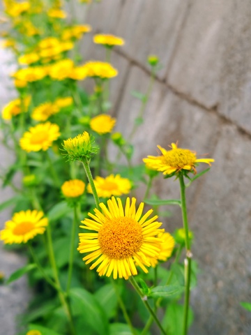 路边，绿色植物，小花，