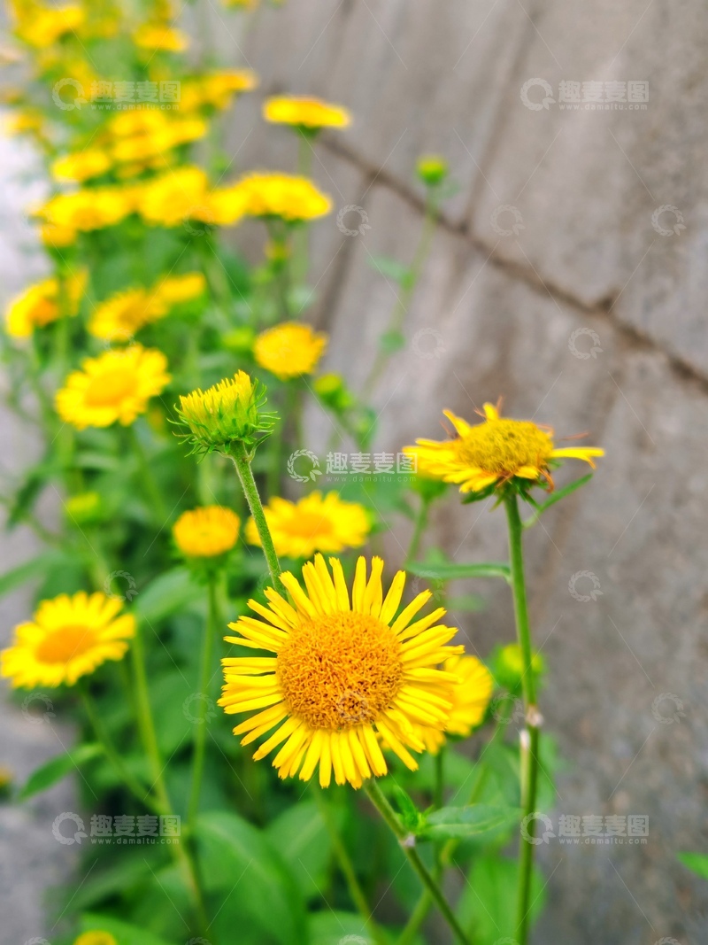 路边，绿色植物，小花，