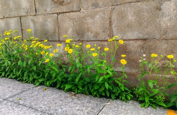 路边，绿色植物，小花