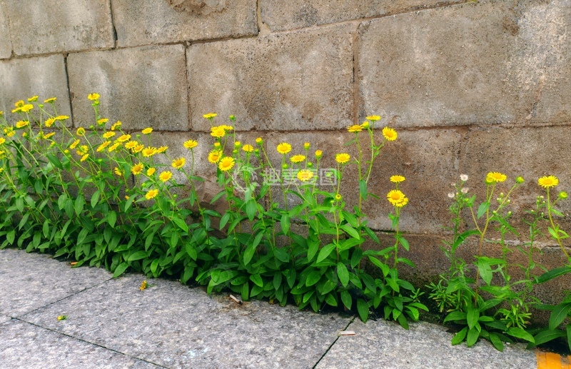 路边，绿色植物，小花